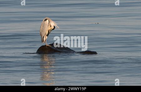 Immagine classica di airone grigio in piedi su una singola roccia circondata dal mare che si prepara con il piumaggio evidenziato dalla scarsa luce del sole Foto Stock