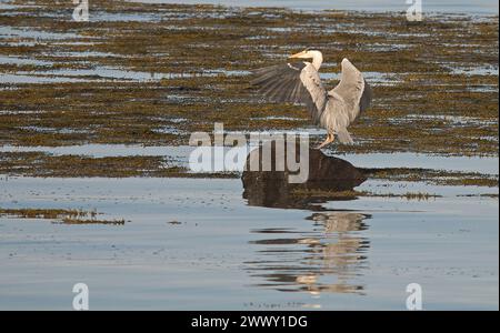 Grey Heron atterra su un'unica grande roccia con ali che iniziano a piegarsi e un riflesso nell'acqua sullo sfondo di mare e alghe Foto Stock