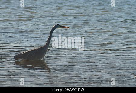 Heron grigio in posa classica in piedi in acqua dolce con becco leggermente aperto e senza distrazioni Foto Stock