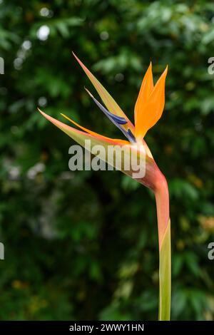 Uccello del paradiso ( Strelitzia reginae ) su sfondo verde sfocato Foto Stock