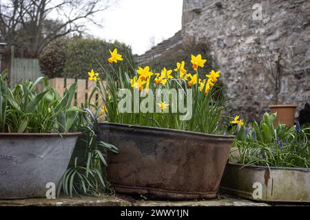 Narcisi che fioriscono in una piantatrice di stagno in un giardino all'inglese Foto Stock