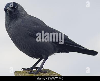 Jackdaw con un'immagine ravvicinata che mostra le caratteristiche di testa, corpo e occhio e guarda leggermente a sinistra Foto Stock