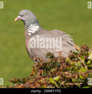 Woodpigeon in primo piano arroccato su un cespuglio visto su uno sfondo verde in buona luce con tutti gli aspetti del piumaggio chiaramente visibili Foto Stock