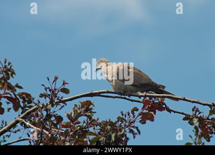 Colomba con colletto appoggiata su un ramo stretto dell'albero sullo sfondo di cielo blu Foto Stock