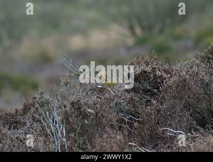 Meadow Pipit è arroccato tra heather a metà marzo e con sfondo sfocato Foto Stock