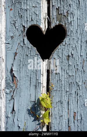 Porta in legno con cuore, porta stabile, vernice di colore chiaro, intemperie, foglie di noce (Fallopia baldschuanica), vecchia casa colonica, idilliaca, romantica Foto Stock