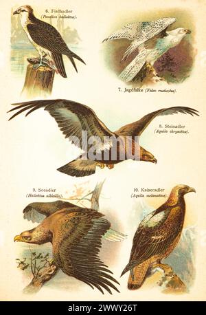 Falco pescatore occidentale (Pandion haliaetus), ginecologo (Falco rusticolus), aquila reale (Aquila chrysaetos), aquila dalla coda bianca (Haliaetus albicilla) Foto Stock