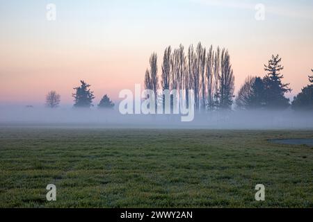 WA25120-00...WASHINGTON - Alba in una mattinata nebbiosa nella Skagit Valley vicino al Monte Vernon. Foto Stock