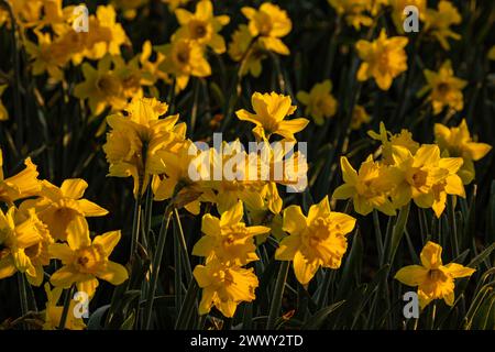 WA25126-00...WASHINGTON - Un campo commerciale di narcisi che fiorisce all'alba nella Skagit Valley vicino al Monte Vernon. Foto Stock