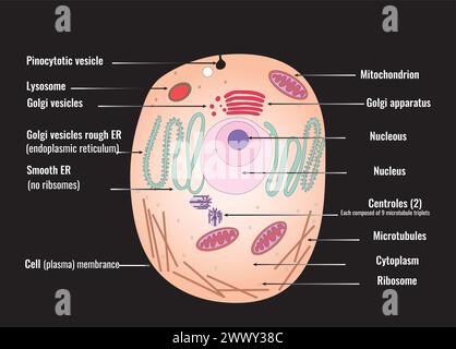 Diagramma vettoriale di una cellula animale, che mostra i suoi vari organelli e strutture. Illustrazione Vettoriale