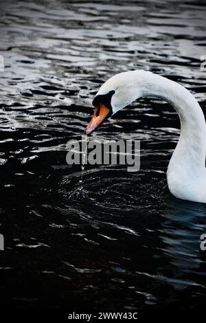 un cigno bianco in acqua nera. Foto in forma d'arte. Fotografia scattata con un Nikon. Foto Stock