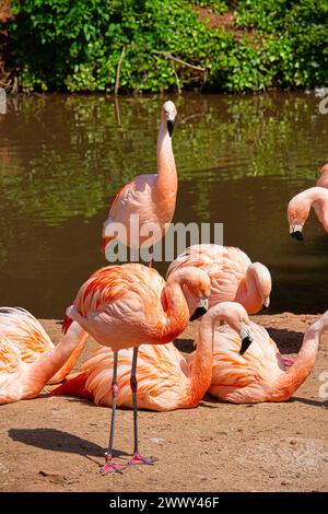 Fenicotteri allo zoo di Leighton. Devon, Regno Unito Foto Stock