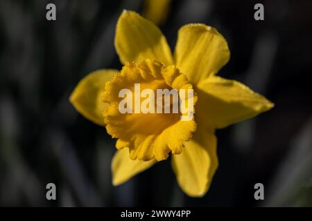 WA25135-00...WASHINGTON - Un narciso in un campo commerciale nella Skagit Valley vicino a Mount Vernon. Foto Stock