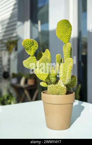 La specie strettamente correlata di Opuntia rufida differisce da questa nella sua glochidia rossastro-marrone Foto Stock