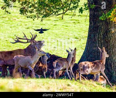 Un cervo rosso che camuffa esercita il suo dominio su un gruppo di hindi e fawns e arrossisce un corvo a Ashton Court Bristol Regno Unito Foto Stock