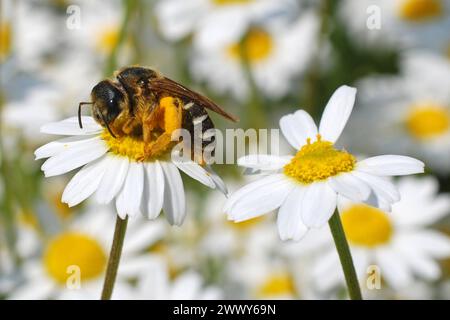 04.06.2016 Gänseblümchen & Biene Deutschland/ Sachsen Anhalt/ Altmark/ Altmarkkreis Salzwedel/ Stadt Klötze/ bei Kusey/ Wiese übersät mit Gänseblümchen/ Biene beim Nektar sammeln *** 04 06 2016 Daisy bee Germania Sassonia Anhalt Altmark Altmarkkreis Salzwedel Stadt Klötze bei Kusey Meadow disseminato di margherite di nettare di api Foto Stock