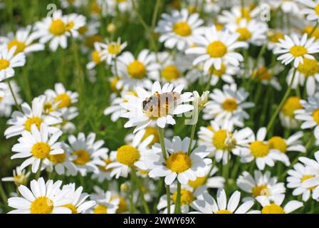 04.06.2016 Gänseblümchen & Biene Deutschland/ Sachsen Anhalt/ Altmark/ Altmarkkreis Salzwedel/ Stadt Klötze/ bei Kusey/ Wiese übersät mit Gänseblümchen/ Biene beim Nektar sammeln *** 04 06 2016 Daisy bee Germania Sassonia Anhalt Altmark Altmarkkreis Salzwedel Stadt Klötze bei Kusey Meadow disseminato di margherite di nettare di api Foto Stock