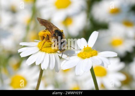 04.06.2016 Gänseblümchen & Biene Deutschland/ Sachsen Anhalt/ Altmark/ Altmarkkreis Salzwedel/ Stadt Klötze/ bei Kusey/ Wiese übersät mit Gänseblümchen/ Biene beim Nektar sammeln *** 04 06 2016 Daisy bee Germania Sassonia Anhalt Altmark Altmarkkreis Salzwedel Stadt Klötze bei Kusey Meadow disseminato di margherite di nettare di api Foto Stock