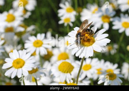 04.06.2016 Gänseblümchen & Biene Deutschland/ Sachsen Anhalt/ Altmark/ Altmarkkreis Salzwedel/ Stadt Klötze/ bei Kusey/ Wiese übersät mit Gänseblümchen/ Biene beim Nektar sammeln *** 04 06 2016 Daisy bee Germania Sassonia Anhalt Altmark Altmarkkreis Salzwedel Stadt Klötze bei Kusey Meadow disseminato di margherite di nettare di api Foto Stock