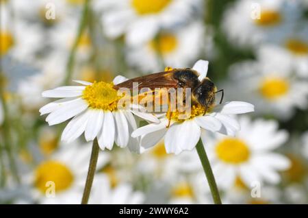 04.06.2016 Gänseblümchen & Biene Deutschland/ Sachsen Anhalt/ Altmark/ Altmarkkreis Salzwedel/ Stadt Klötze/ bei Kusey/ Wiese übersät mit Gänseblümchen/ Biene beim Nektar sammeln *** 04 06 2016 Daisy bee Germania Sassonia Anhalt Altmark Altmarkkreis Salzwedel Stadt Klötze bei Kusey Meadow disseminato di margherite di nettare di api Foto Stock