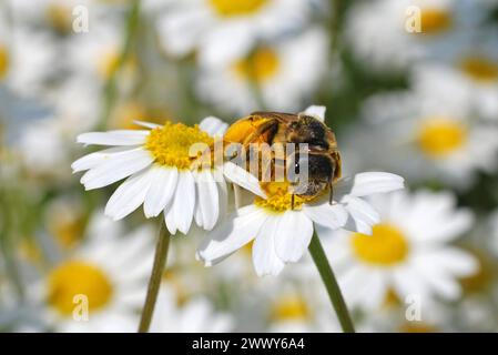 04.06.2016 Gänseblümchen & Biene Deutschland/ Sachsen Anhalt/ Altmark/ Altmarkkreis Salzwedel/ Stadt Klötze/ bei Kusey/ Wiese übersät mit Gänseblümchen/ Biene beim Nektar sammeln *** 04 06 2016 Daisy bee Germania Sassonia Anhalt Altmark Altmarkkreis Salzwedel Stadt Klötze bei Kusey Meadow disseminato di margherite di nettare di api Foto Stock