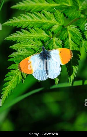 Andhocaris cardamines punta arancione farfalla maschio foraging su fiore giallo di colza Foto Stock