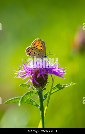 Farfalla di rame di soia titiro Lycaena impollinante su un occhio di ossa daisy in estate. Foto Stock