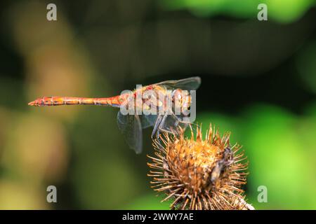 Vista di un Darter comune, Sympetrum striolatum, una libellula maschile con le ali che si spalmano sta asciugando le ali nella luce calda del sole Foto Stock