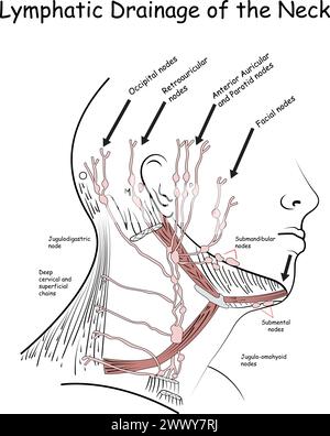 Drenaggio linfatico del collo, nodi linfatici del collo Illustrazione Vettoriale