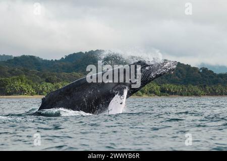 Megattere, Megaptera novaeangliae, che saltano e spruzzano mentre migrano in colombia. Si possono vedere anche una spiaggia e una foresta pluviale Foto Stock