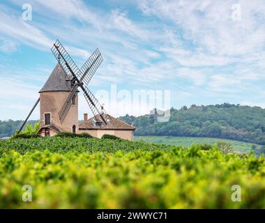 Vigneto o vigneto di viti e l'omonimo mulino a vento del famoso vino rosso francese sullo sfondo. Romanèche-Thorins, Francia. Foto Stock