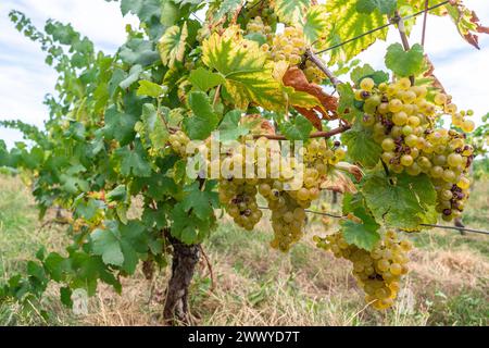 Uva di vino bianco sulla vite da vicino. Foto Stock