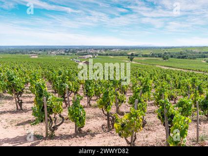 Lunghe file di vigneti verdi in estate. Cielo blu sullo sfondo. Foto Stock