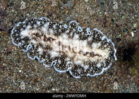 Una bellissima verme piatta non descritta, Acanthozoon sp., si snoda su un fondale di sabbia nera a Raja Ampat, Indonesia. I vermi piatti sono piccoli predatori della barriera corallina. Foto Stock