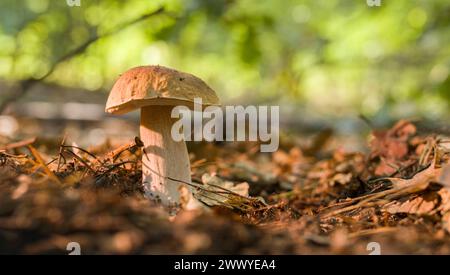 Funghi porcini tra foglie cadute nel bosco. Primo piano. Foto Stock