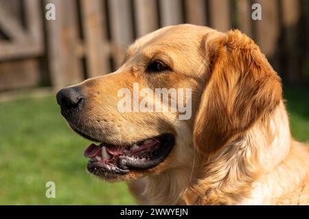 Un cane con una faccia marrone e una coda marrone. Il cane sorride e ha una lingua che si stacca Foto Stock