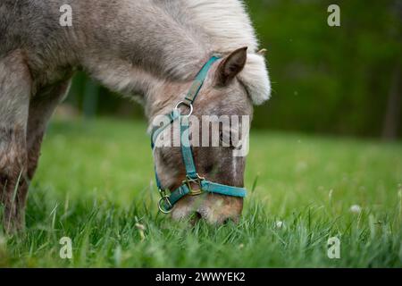 Un piccolo cavallo sta mangiando erba in un campo. Il cavallo indossa un'ala blu e ha una briglia verde Foto Stock