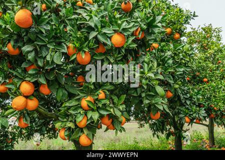 Aranci o agrumi sinensis quasi ricoperti di arance. Grande raccolto nel frutteto. Foto Stock