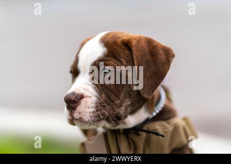 Un cane marrone e bianco con un colletto sul collo. Il cane sta guardando la telecamera Foto Stock