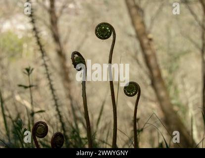 Nuova felce di cervo o blechnum crescita di piante speziate nella foresta primaverile Foto Stock