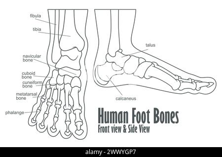 Anatomia anteriore e laterale delle ossa del piede umano, illustrazione vettoriale Illustrazione Vettoriale