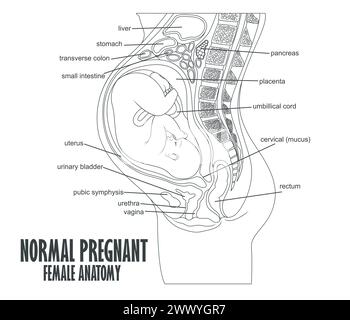 Anatomia femminile in gravidanza normale, illustrazione vettoriale Illustrazione Vettoriale