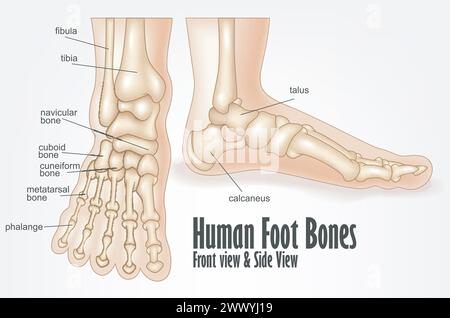 Anatomia anteriore e laterale delle ossa del piede umano, illustrazione vettoriale Illustrazione Vettoriale