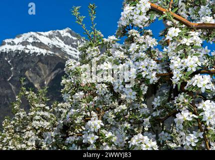 Alberi da frutto in fiore in primavera sotto la cima innevata del Grand Chavalard nella valle del Rodano, regione di coltivazione della frutta sassone, Vallese, Svizzera Foto Stock