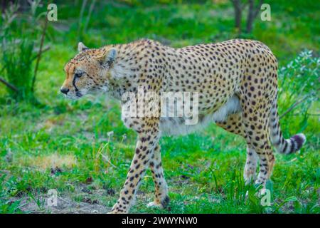 un bellissimo ghepardo adulto cammina nel suo territorio e segna gli alberi. Natura e contesto animale Foto Stock