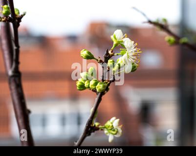 Fioritura di prugna - Prunus salicina , Bruxelles Belgio Foto Stock