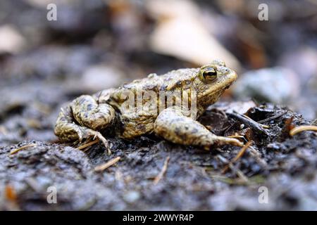 Erdkröte, Bufo bufo, a Scharbeutz, Schleswig-Holstein, Deutschland *** rospo comune, Bufo bufo, a Scharbeutz, Schleswig Holstein, Germania Foto Stock