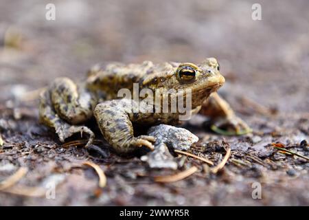 Erdkröte, Bufo bufo, a Scharbeutz, Schleswig-Holstein, Deutschland *** rospo comune, Bufo bufo, a Scharbeutz, Schleswig Holstein, Germania Foto Stock