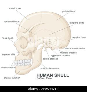 Vista laterale del cranio umano con spiegazione, illustrazione vettoriale Illustrazione Vettoriale