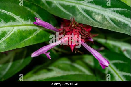 Delizioso Chlorophytum orchidastrum "Green Orange". Immagine ravvicinata naturale delle piante fiorite. Sfuggente, che apre gli occhi, interessante, affascinante, sorprendente, Foto Stock